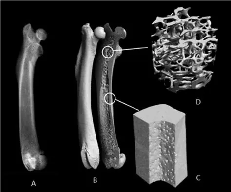 Kermesin-pohjaiset biomateriaalit: vallankumous luokitelluissa implanteissa?